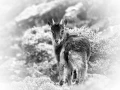 Photographie animalière en high key.