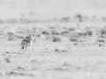Photographie animalière en high key.