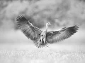 Photographie animalière en high key.