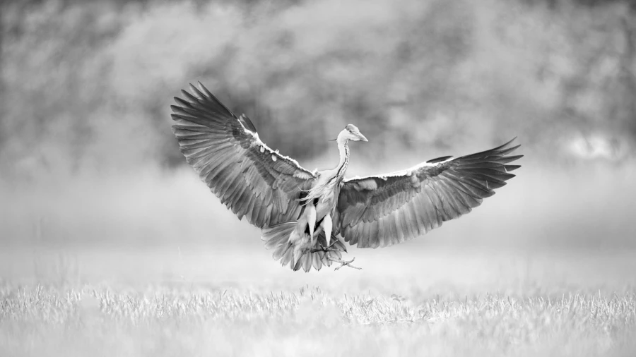 Photographie animalière en high key.