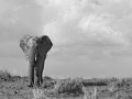 Photographie animalière en high key.