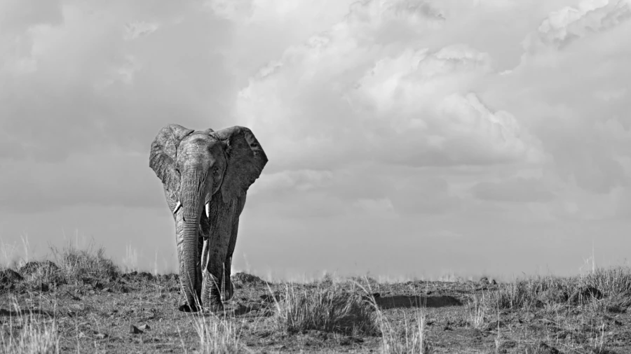 Wildlife photograph in black and white in high key.
