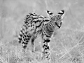 Photographie animalière en high key.