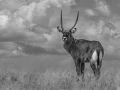 Photographie animalière en high key.