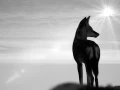 Wildlife photograph in black and white in high key.