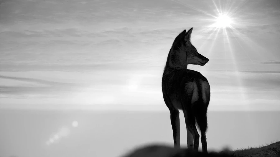 Wildlife photograph in black and white in high key.