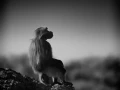Photographie animalière en low key.