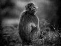 Photographie animalière en low key.