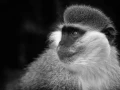 Photographie animalière en low key.