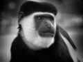 Photographie animalière en low key.