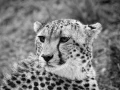 Photographie animalière en low key.