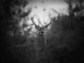 Photographie animalière en low key.