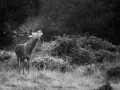 Photographie animalière en low key.