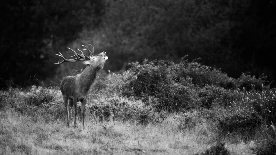 Photographie animalière en low key.