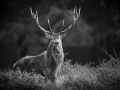 Photographie animalière en low key.