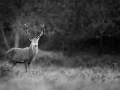 Photographie animalière en low key.