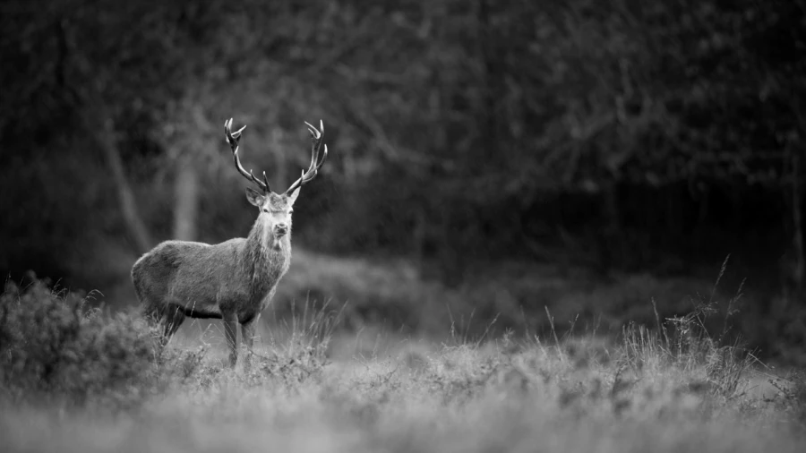 Photographie animalière en low key.