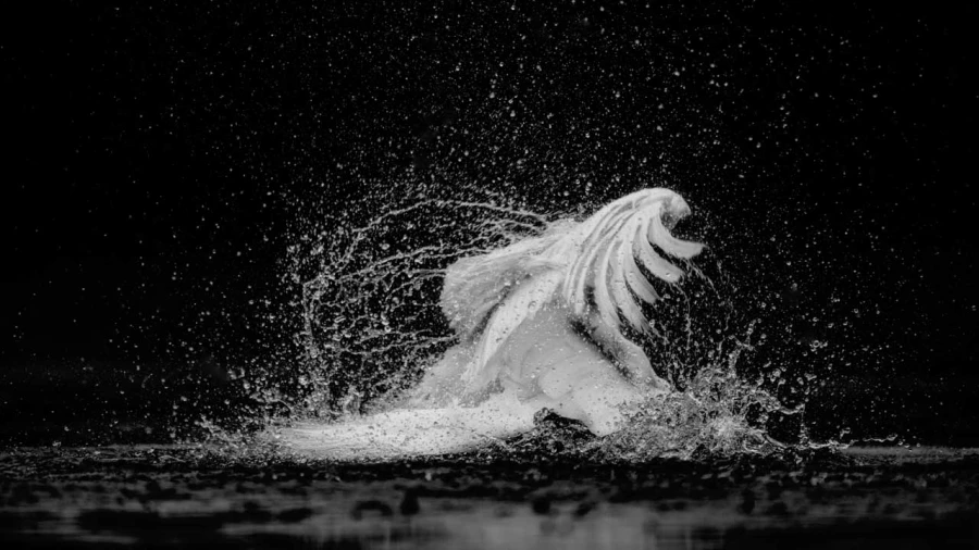 Photographie animalière en low key.