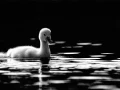 Photographie animalière en low key.