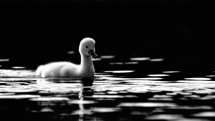 Photographie animalière en low key.