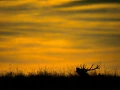 Photographie animalière en couleur.