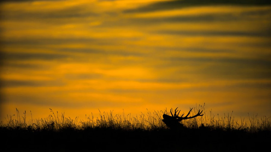 Photographie animalière en couleur.