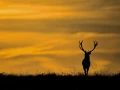 Photographie animalière en couleur.
