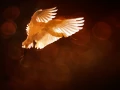 Photographie animalière en couleur.