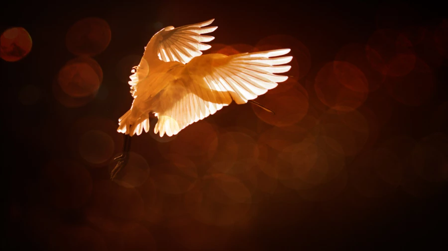 Photographie animalière en couleur.
