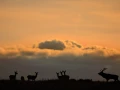 Photographie animalière en couleur.