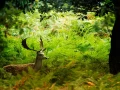 Photographie animalière en couleur.