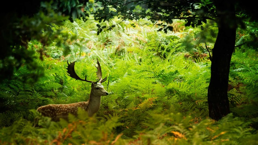 Photographie animalière en couleur.