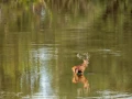 Photographie animalière en couleur.