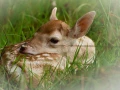 Photographie animalière en couleur.