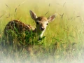 Photographie animalière en couleur.
