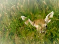 Photographie animalière en couleur.