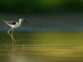 Photographie animalière en couleur.