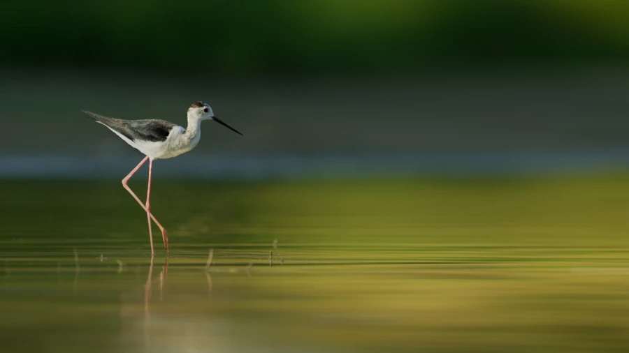 Photographie animalière en couleur.