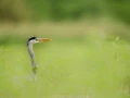 Photographie animalière en couleur.