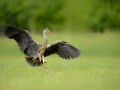 Photographie animalière en couleur.