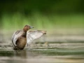 Photographie animalière en couleur.