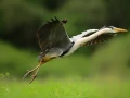 Photographie animalière en couleur.