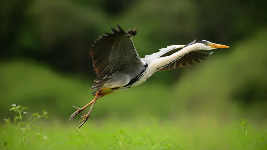 Photographie animalière en couleur.