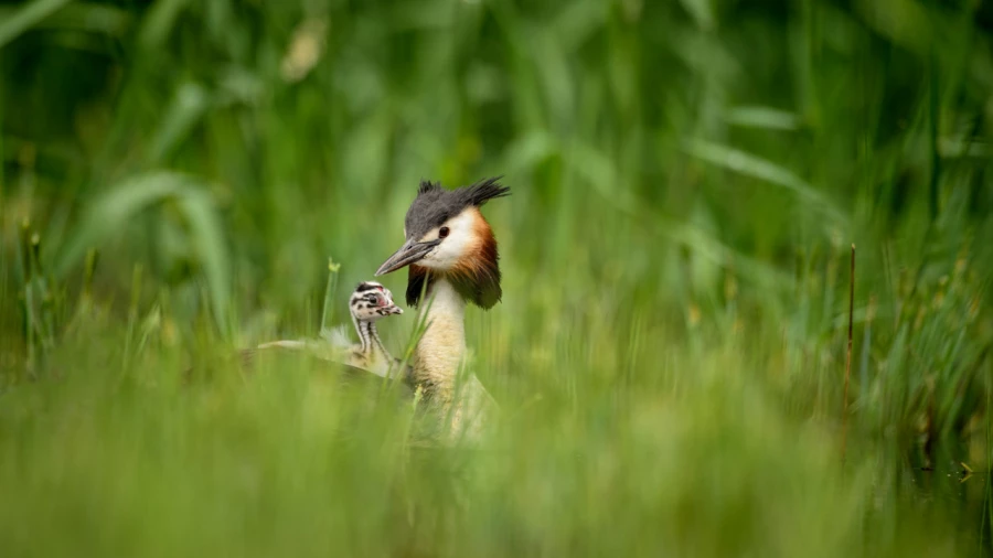 Photographie animalière en couleur.