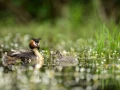 Photographie animalière en couleur.