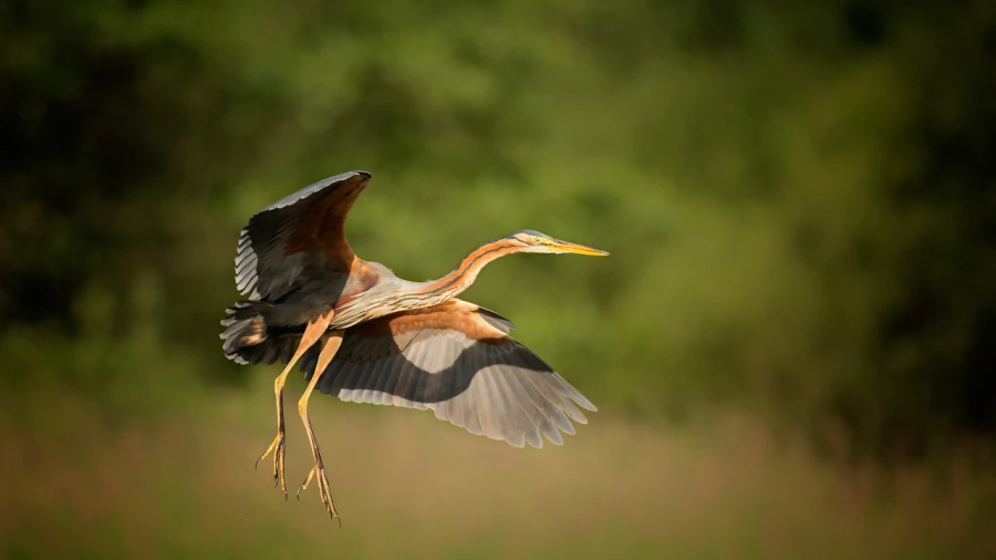 Photographie animalière en couleur.