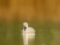 Photographie animalière en couleur.