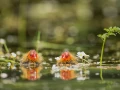 Photographie animalière en couleur.