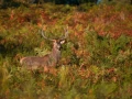 Photographie animalière en couleur.