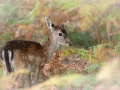 Photographie animalière en couleur.